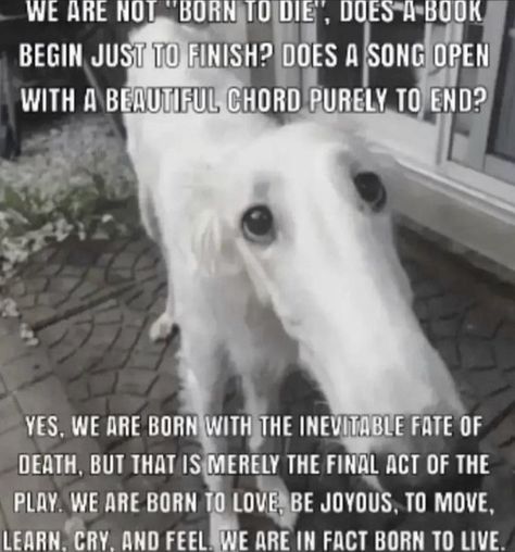 close-up of a borzoi dog, reading: we are not born to die, does a book begin just to finish? does a song open with a beautiful chord purely to end? yes, we are born with the inevitable fate of death, but that is merely the final act of the play. we are born to love, be joyous, to move, learn, cry, and feel. we are in fact, born to live.