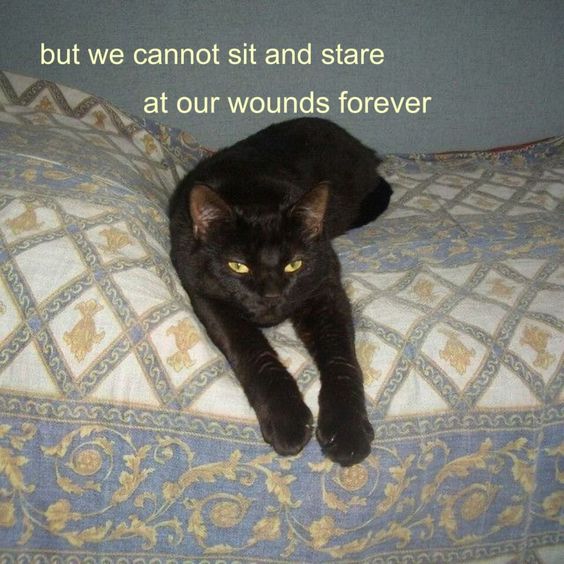 a cat stretches out on a bed, reading: but we cannot sit and stare at our wounds forever